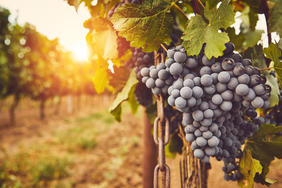Dégrèvement de la TFNB pour les viticulteurs touchés par les intempéries défavorables en 2019