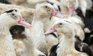 Influenza aviaire en Loire-Atlantique
