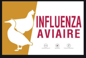 Influenza aviaire : appel à la vigilance suite à la découverte de deux foyers en France